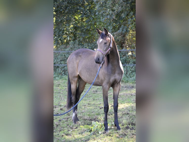 Welsh PB (Partbred) Stallion 1 year 13,2 hh Buckskin in Laar