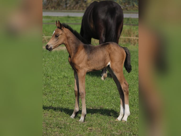 Welsh PB (Partbred) Stallion 1 year 13,2 hh Buckskin in Laar