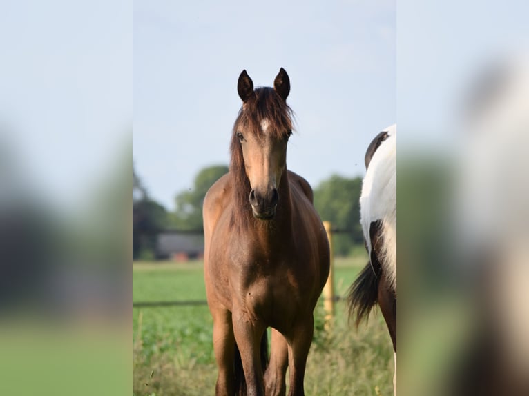 Welsh PB (Partbred) Stallion 1 year 13,2 hh Buckskin in Laar