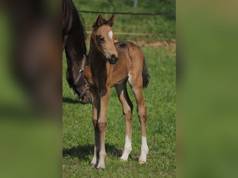 Welsh PB (Partbred) Stallion 1 year 13,2 hh Buckskin in Laar