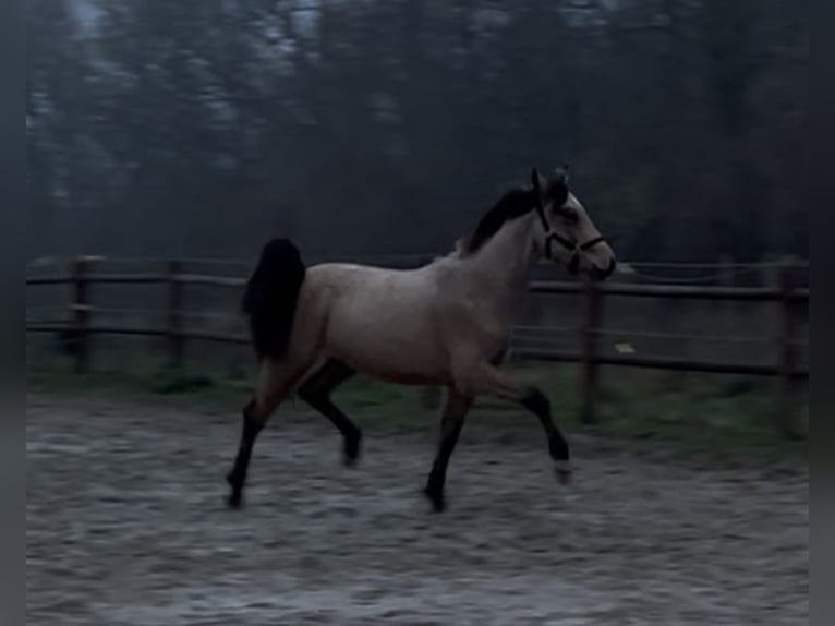 Welsh PB (Partbred) Stallion 1 year 14,1 hh Buckskin in Haslev