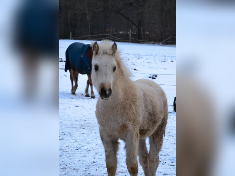 Welsh PB (Partbred) Stallion 1 year 14,2 hh Palomino in Norderstedt