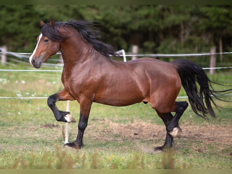 Welsh PB (Partbred) Stallion 1 year Chestnut in Chodová Planá