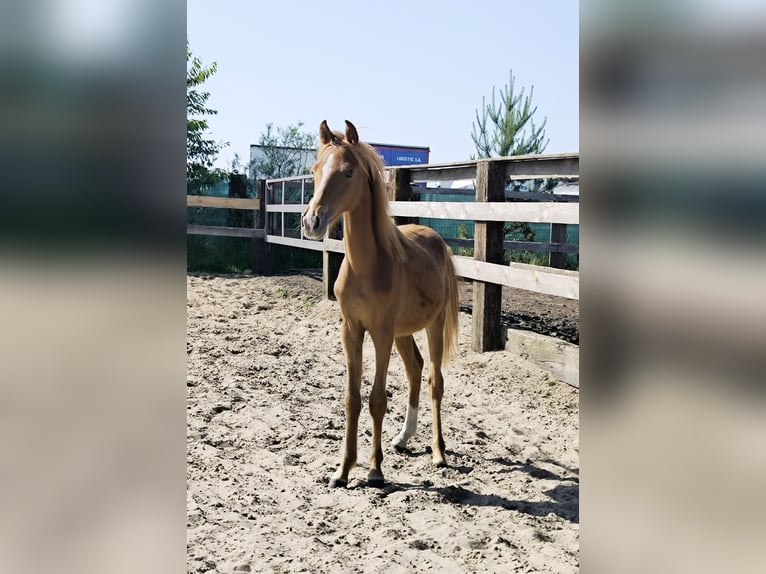 Welsh PB (Partbred) Mix Stallion 1 year Chestnut-Red in Zawada