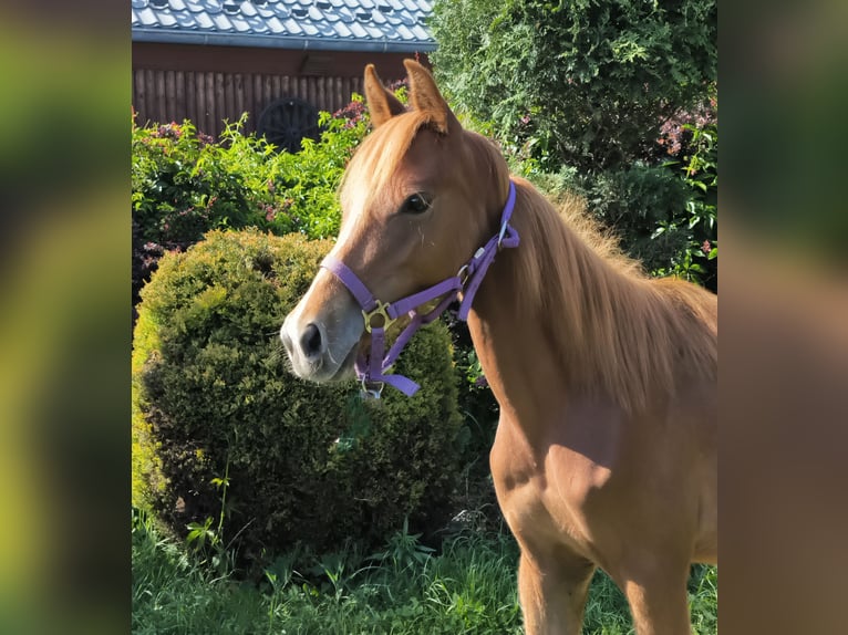 Welsh PB (Partbred) Mix Stallion 1 year Chestnut-Red in Zawada