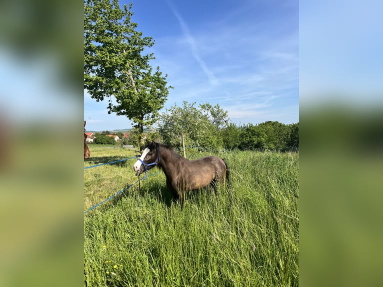 Welsh PB (Partbred) Stallion 2 years 12.1 hh Black in Insming