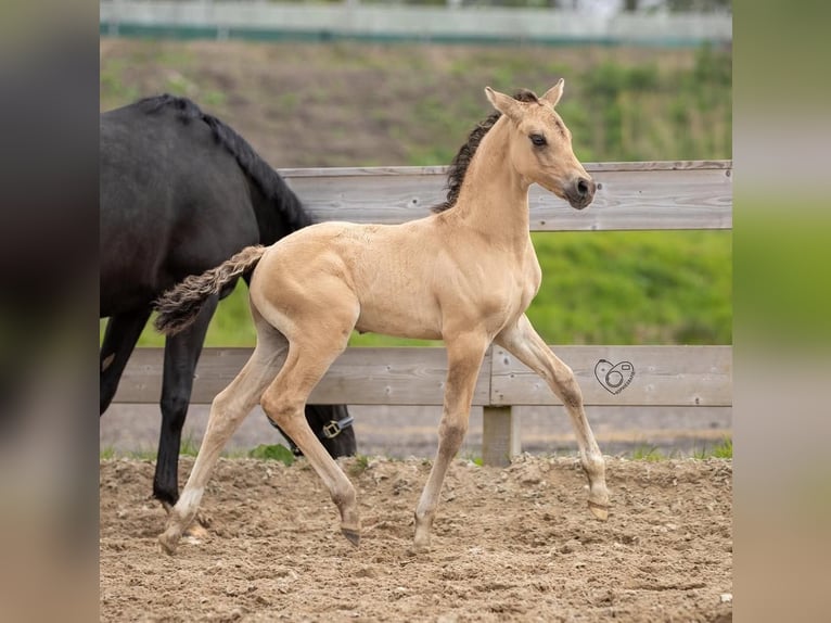 Welsh PB (Partbred) Stallion 2 years 14,1 hh Buckskin in Oirschot