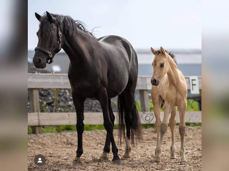 Welsh PB (Partbred) Stallion 2 years 14,1 hh Buckskin in Oirschot