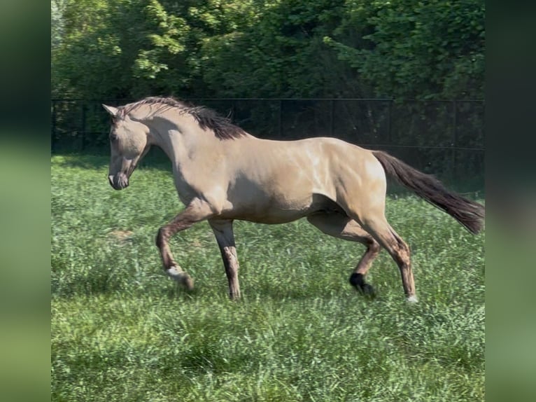 Welsh PB (Partbred) Stallion 2 years 14,1 hh Buckskin in Oirschot