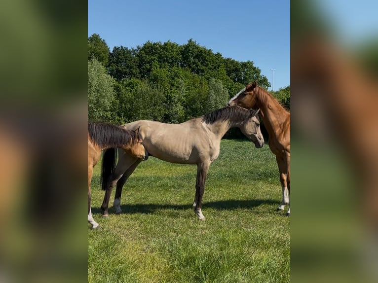 Welsh PB (Partbred) Stallion 2 years 14,1 hh Buckskin in Oirschot