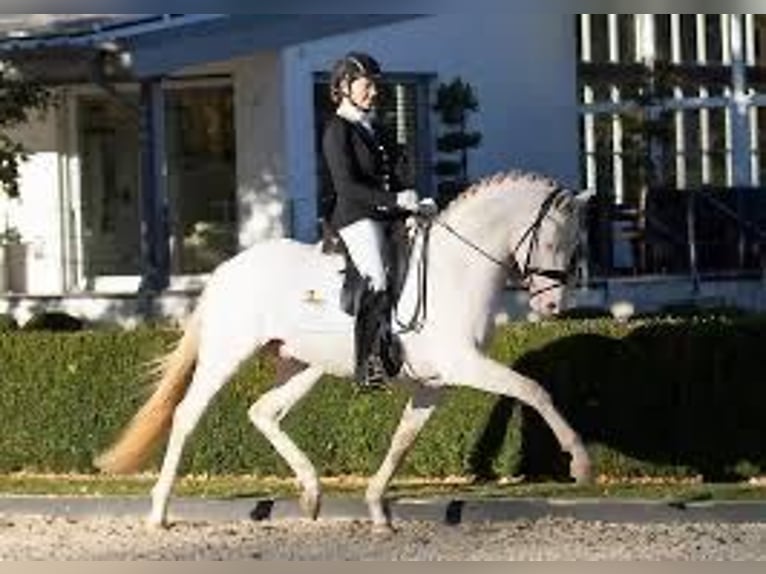 Welsh PB (Partbred) Stallion 2 years 14,1 hh Buckskin in Oirschot