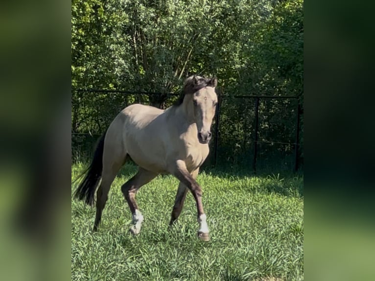 Welsh PB (Partbred) Stallion 2 years 14,1 hh Buckskin in Oirschot