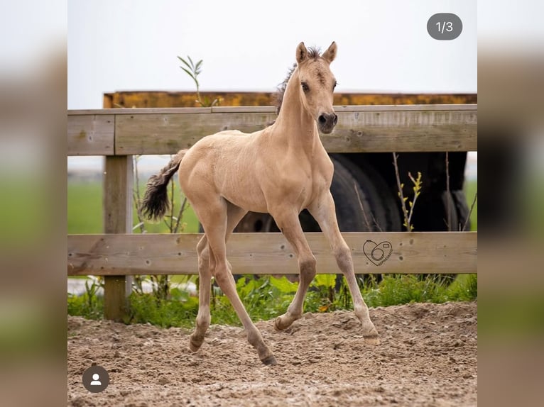 Welsh PB (Partbred) Stallion 2 years 14,1 hh Buckskin in Oirschot