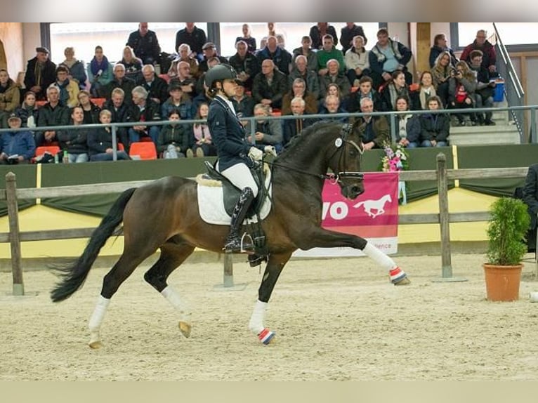 Welsh PB (Partbred) Stallion 2 years 14,1 hh Buckskin in Oirschot