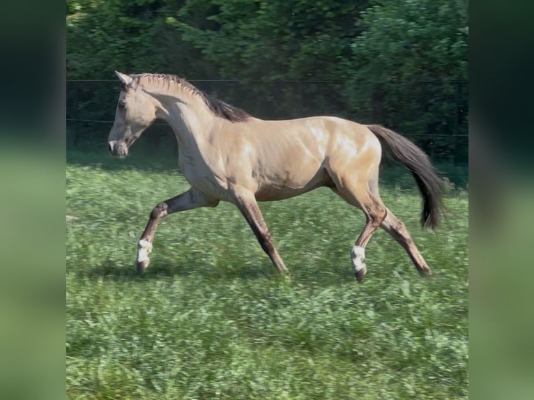 Welsh PB (Partbred) Stallion 2 years 14,1 hh Buckskin in Oirschot