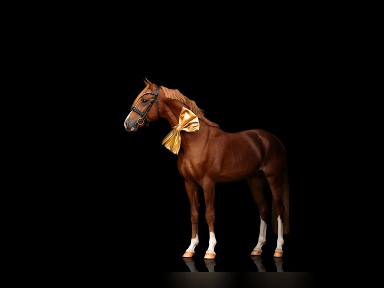 Welsh PB (Partbred) Stallion 3 years 14,1 hh Chestnut-Red in Ouderkerk aan de Amstel