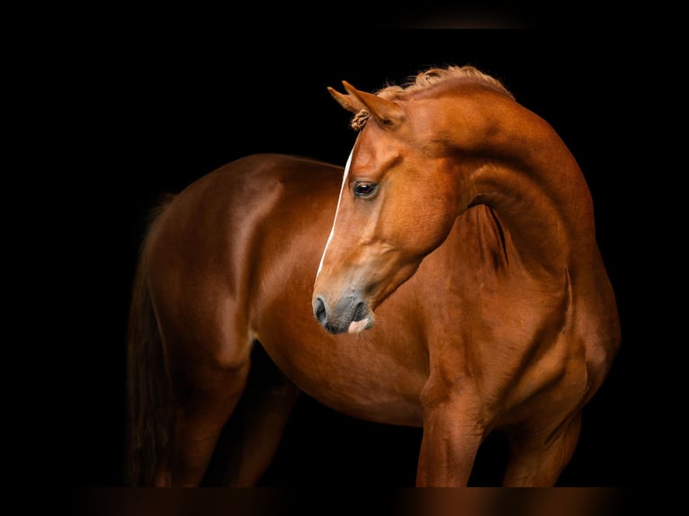 Welsh PB (Partbred) Stallion 3 years 14,2 hh Chestnut-Red in Helden