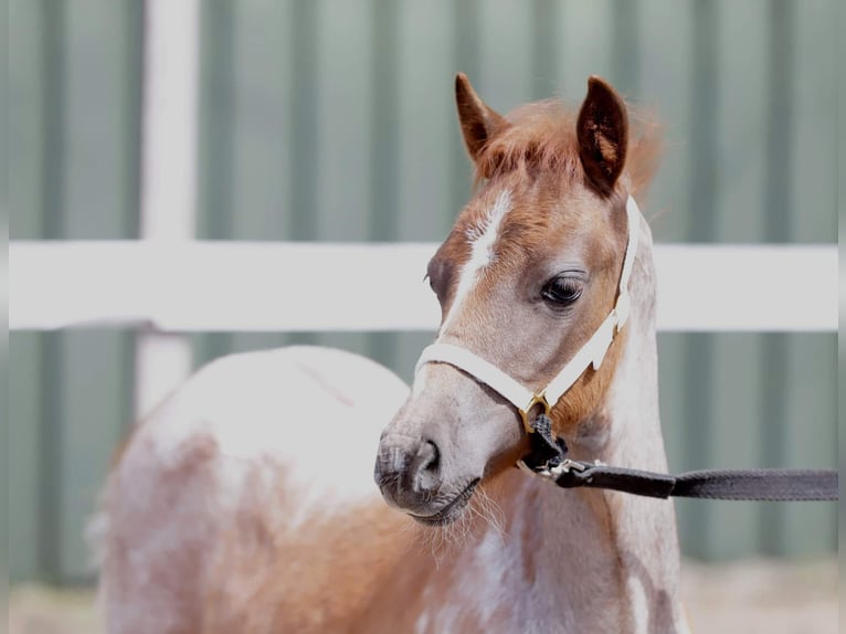 Welsh PB (Partbred) Stallion Black in Gudendorf