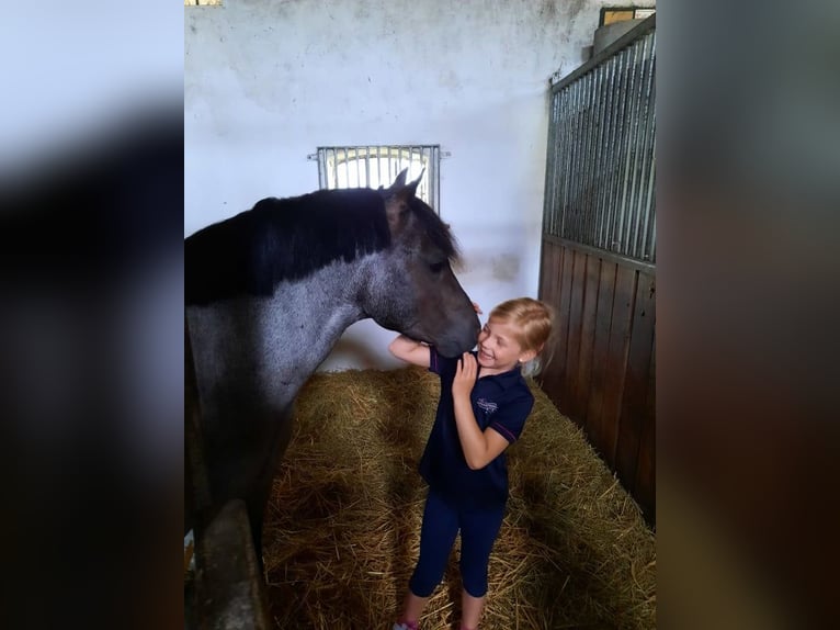 Welsh PB (Partbred) Stallion Black in Gudendorf