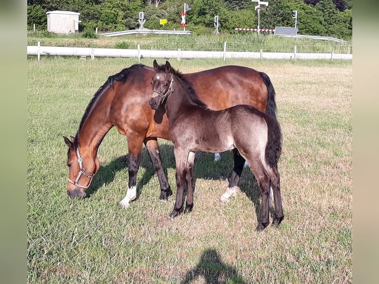 Welsh PB (Partbred) Stallion Black in Gudendorf