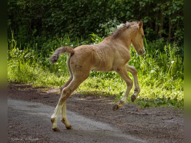 Welsh PB (Partbred) Stallion  14,1 hh Brown-Light in Montreuil-Bonnin