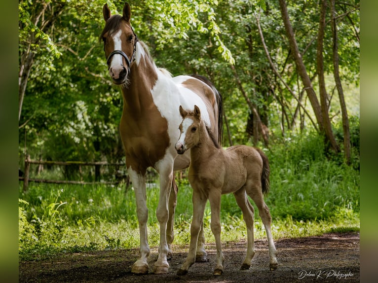Welsh PB (Partbred) Stallion  14,1 hh Brown-Light in Montreuil-Bonnin