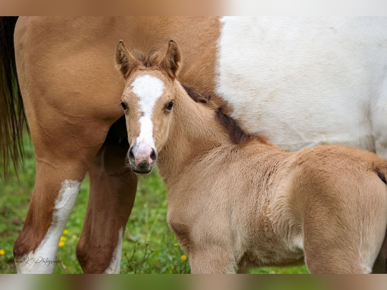 Welsh PB (Partbred) Stallion  14,1 hh Brown-Light in Montreuil-Bonnin