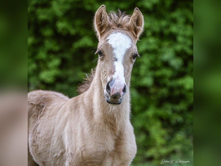 Welsh PB (Partbred) Stallion  14,1 hh Brown-Light in Montreuil-Bonnin