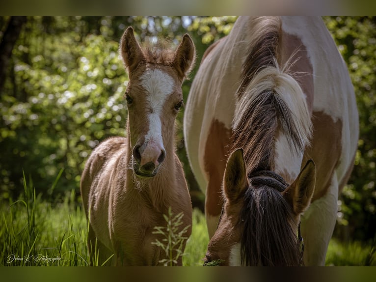 Welsh PB (Partbred) Stallion  14,1 hh Brown-Light in Montreuil-Bonnin