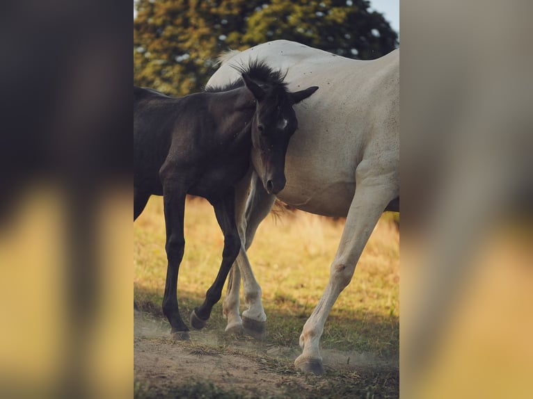 Welsh PB (Partbred) Stallion Foal (04/2025) 14,2 hh in Conroret