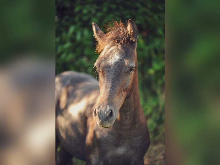 Welsh PB (Partbred) Stallion Foal (04/2025) 14,2 hh in Conroret