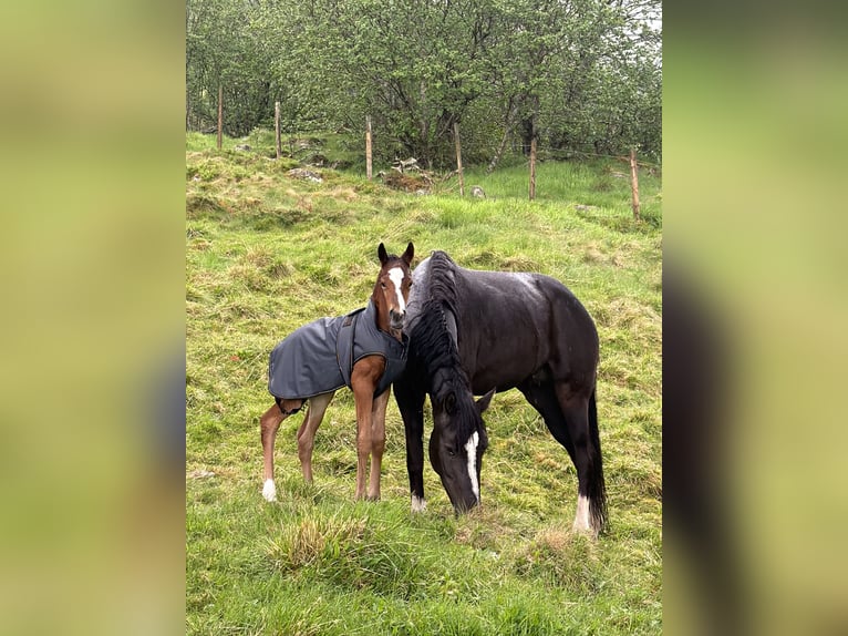 Welsh PB (Partbred) Stallion Foal (05/2026) 15.1 hh Bay in Vartdal