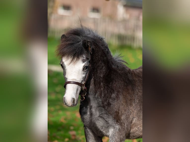 Welsh PB (Partbred) Stallion Foal (04/2025) Grey in GROTE-BROGEL