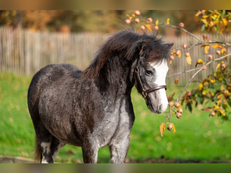 Welsh PB (Partbred) Stallion Foal (04/2025) Grey in GROTE-BROGEL