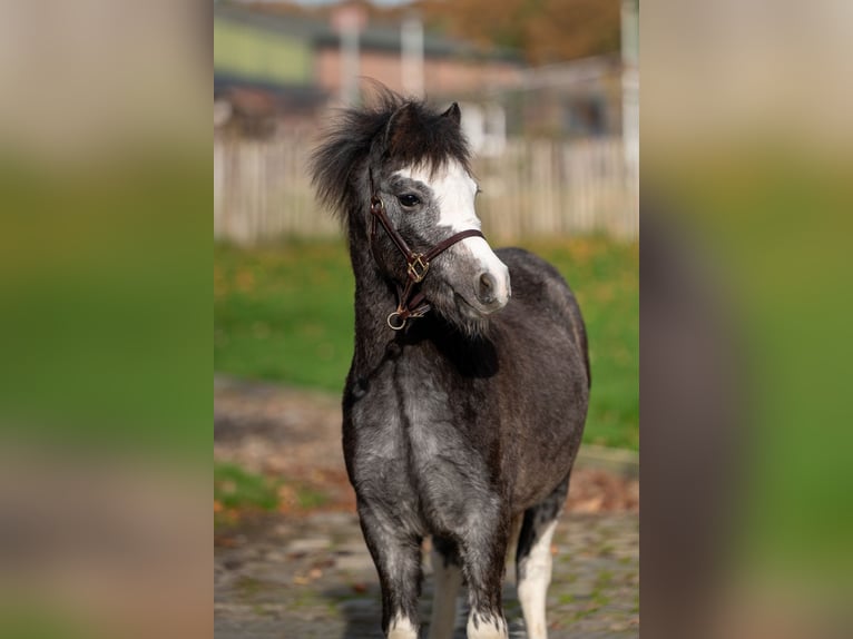 Welsh PB (Partbred) Stallion Foal (04/2025) Grey in GROTE-BROGEL