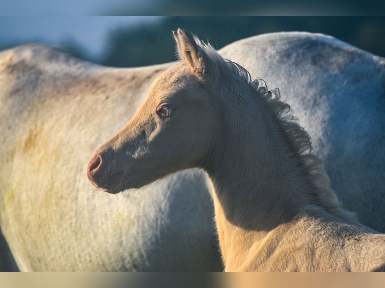 Welsh PB (Partbred) Stallion  Perlino in Cleguerec