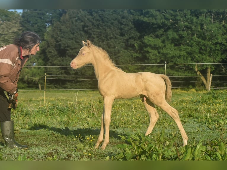 Welsh PB (Partbred) Stallion  Perlino in Cleguerec