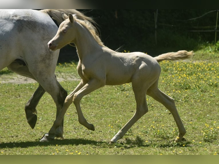 Welsh PB (Partbred) Stallion  Perlino in Cleguerec