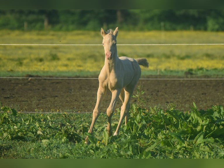 Welsh PB (Partbred) Stallion  Perlino in Cleguerec
