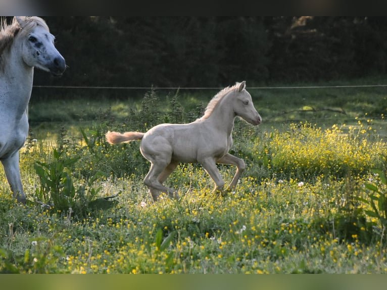 Welsh PB (Partbred) Stallion  Perlino in Cleguerec