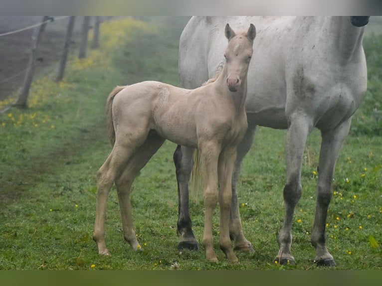 Welsh PB (Partbred) Stallion  Perlino in Cleguerec