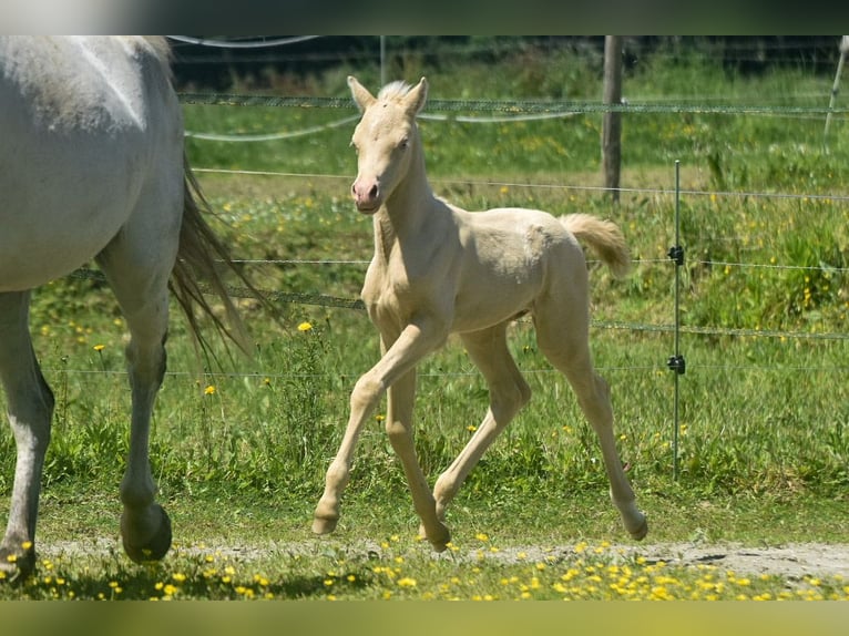 Welsh PB (Partbred) Stallion  Perlino in Cleguerec