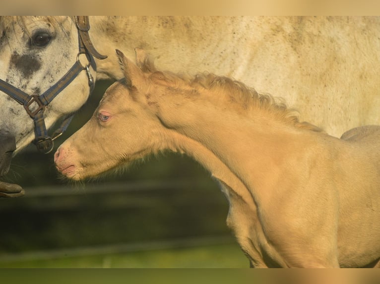 Welsh PB (Partbred) Stallion  Perlino in Cleguerec