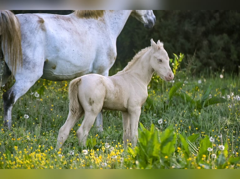 Welsh PB (Partbred) Stallion  Perlino in Cleguerec