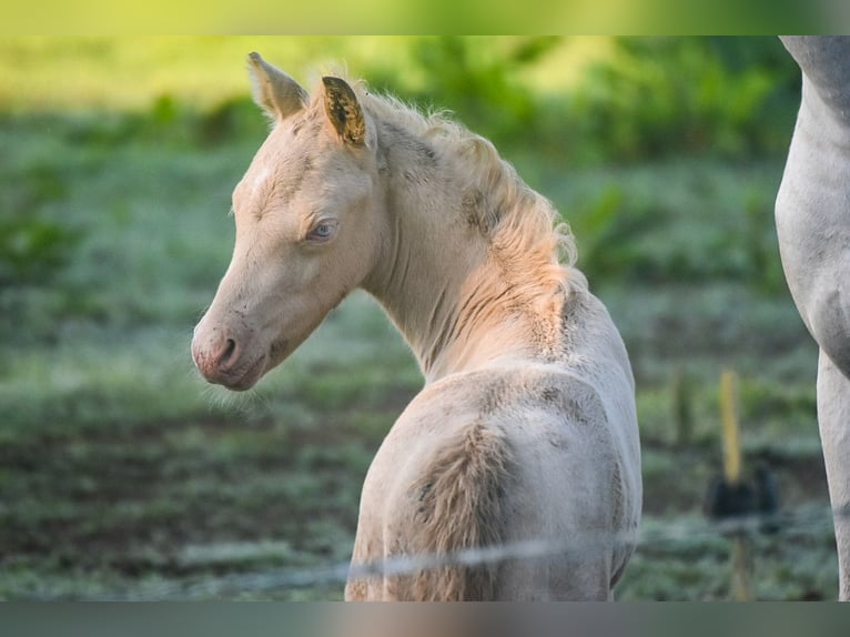Welsh PB (Partbred) Stallion  Perlino in Cleguerec
