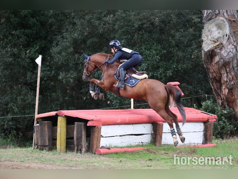 Welsh-PB Ruin 11 Jaar 142 cm Donkere-vos in Treviso