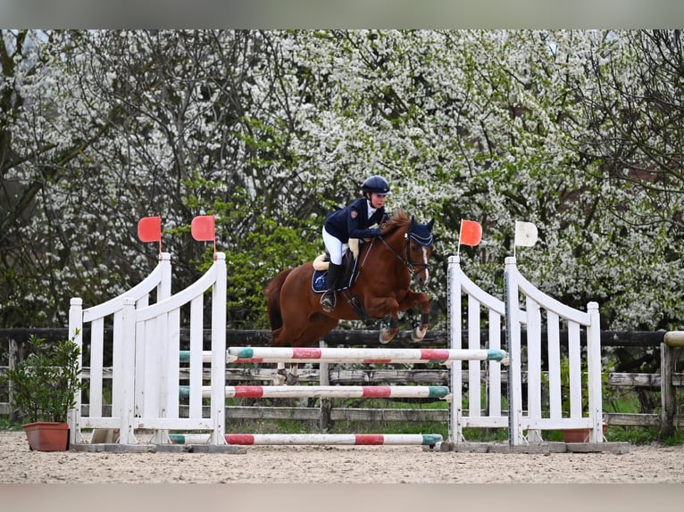 Welsh-PB Ruin 11 Jaar 143 cm Roodbruin in Monigo