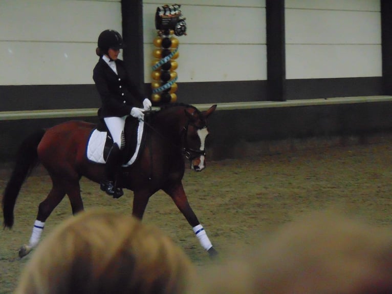 Welsh-PB Mix Ruin 18 Jaar 145 cm Bruin in Buggenhout