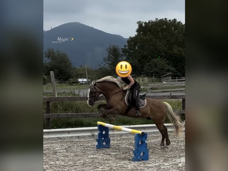 Welsh-PB Ruin 19 Jaar 152 cm Roodbruin in Freilassing