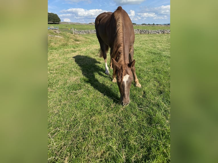 Welsh-PB Ruin 20 Jaar 142 cm Donkere-vos in Buxton Derbyshire
